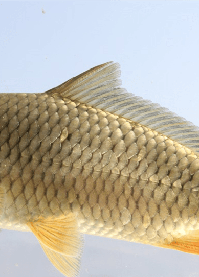 放流杞麓鲤保护杞麓湖土著鱼民