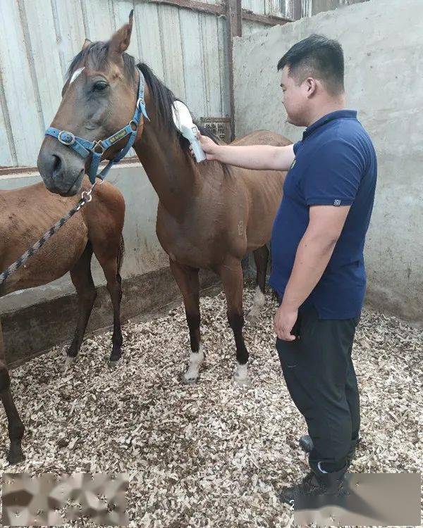 14期中国马业协会马属动物官方登记员在天津与河北两地进行了马匹登记