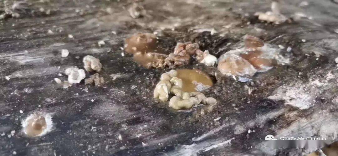 肉鸡腺肌胃炎,考虑这5点去防治,能解决90%养殖户的问题!