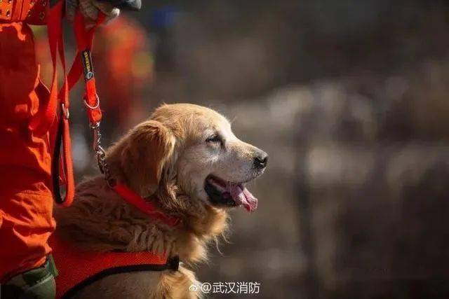 这只它最后一次执勤后续据相关人员介绍说,金毛图图是湖北省搜救犬