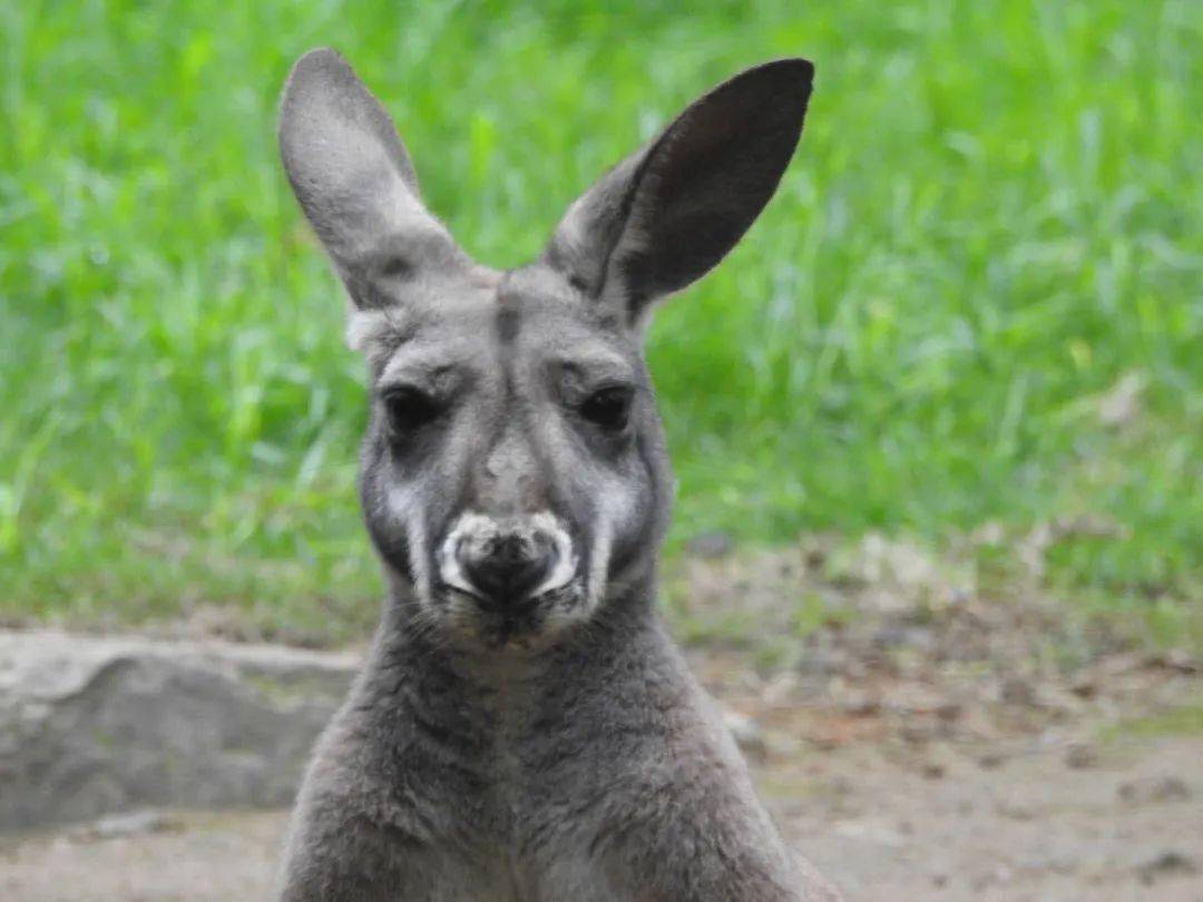 云游园嫌弃脸的多彩日常