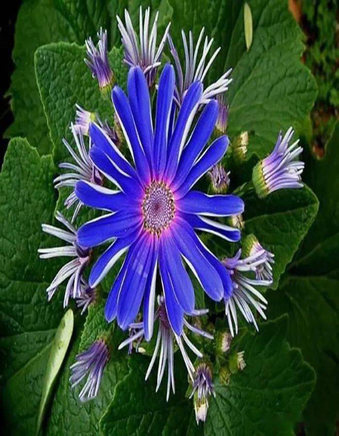 10种奇花异草认识超过3种的绝对是见多识广的人