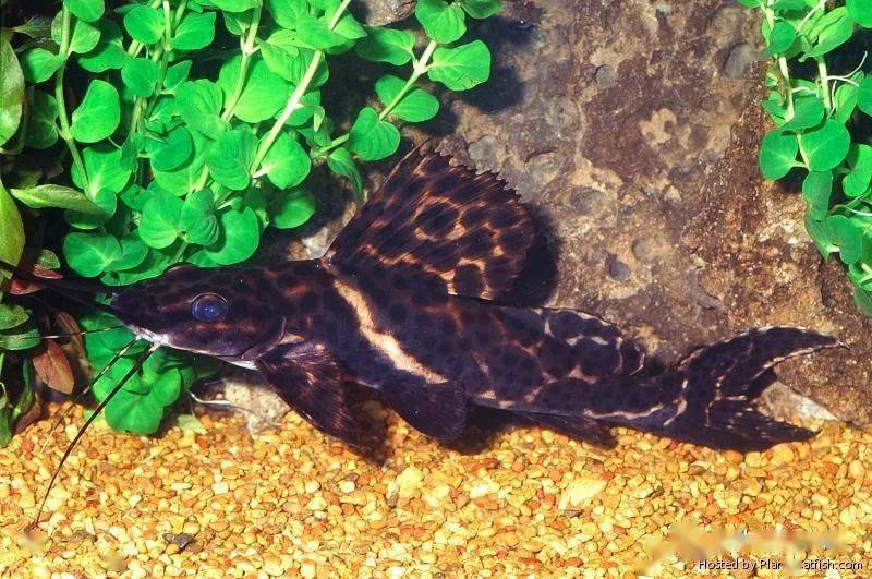 每天认识一种南美鱼|(4)大帆鸭嘴