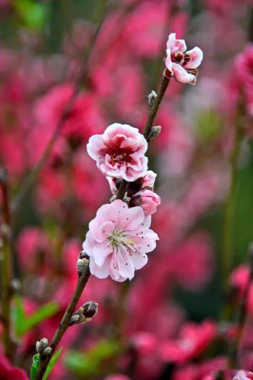 湖南省常德市沅水畔,渔猎和农耕文明结合部;桃源,理想国,桃花源之别名