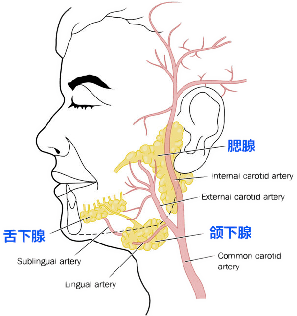 舌下腺解剖图谱图片