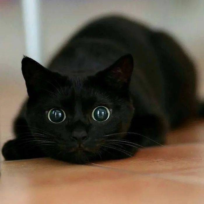 古拉尔黑猫图片