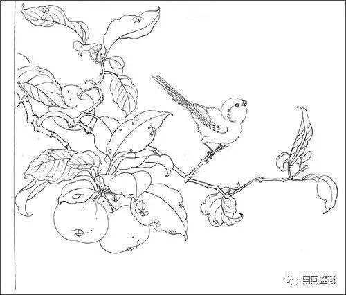 花鸟画画法的这些诀窍一般不外传