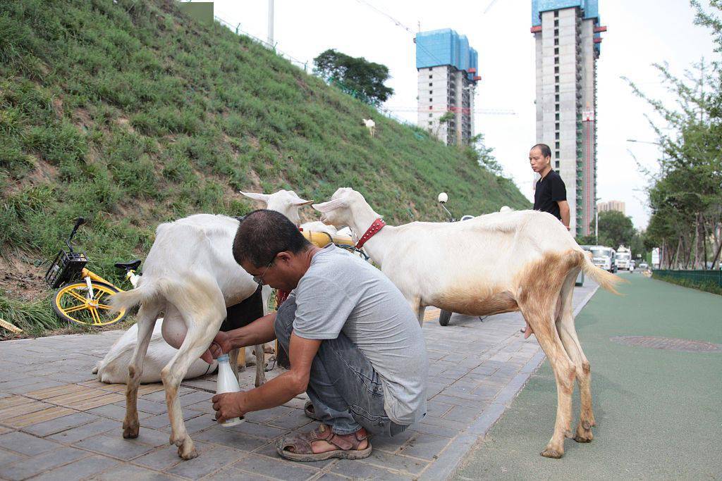 西安:奶羊坐车进城 夫妻现挤现卖_羊奶