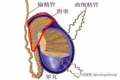 招飛體檢可以接受附睪增大,附睪結節或附睪囊腫嗎?