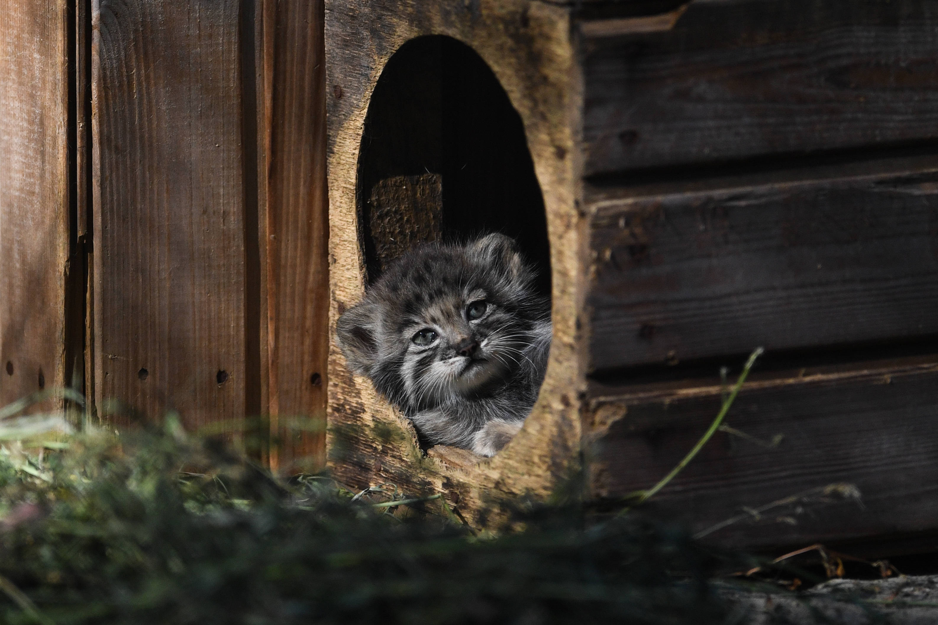 外代,2020年7月21日 這是7月20日在俄羅斯新西伯利亞州的動物園拍攝的