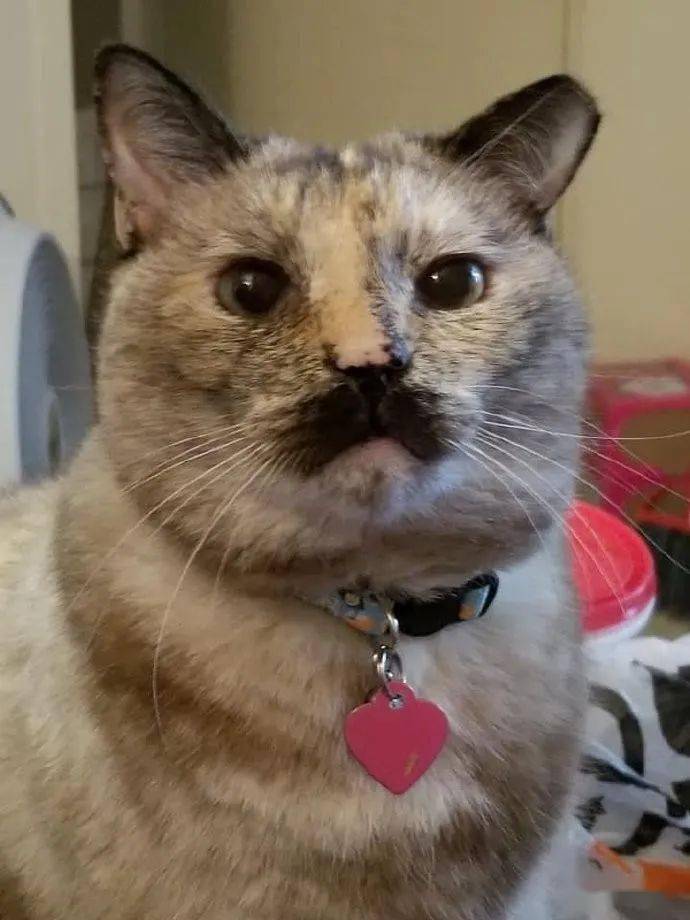 铲屎官家的猫咪,天生有对八字胡