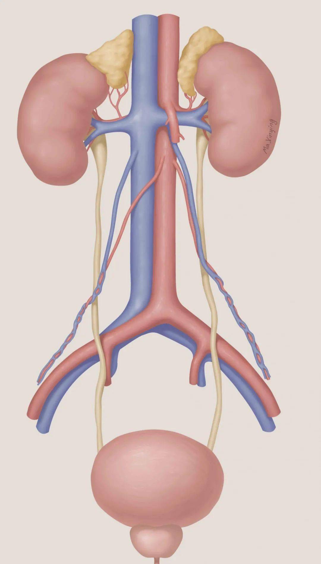 输尿管狭窄近日,我院泌尿外科李学松教授团队于泌尿外科微创内镜领域