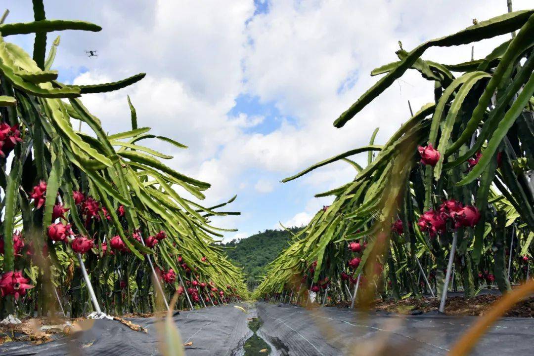 火龙果让更多的农户火起来