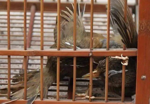 鸟友汇激战画眉经典打斗五十招