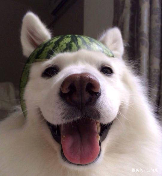 搞笑动态趣图gif:女汉子表演的是少林长拳_萨摩