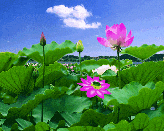 640_512gif 动态图 动图