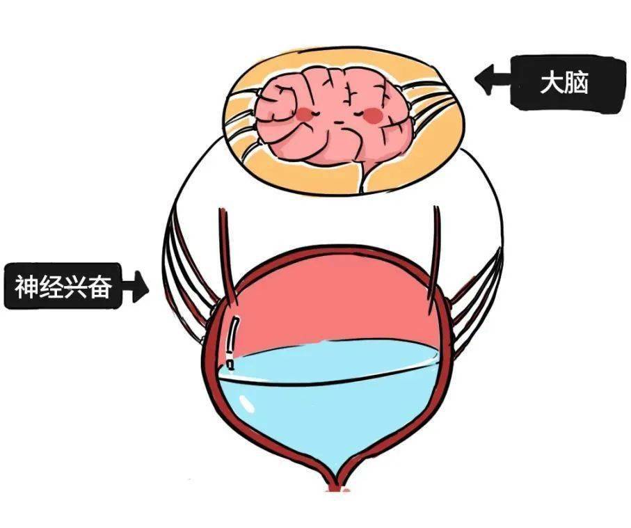经常憋尿竟然会憋出这么多毛病没一个是小问题