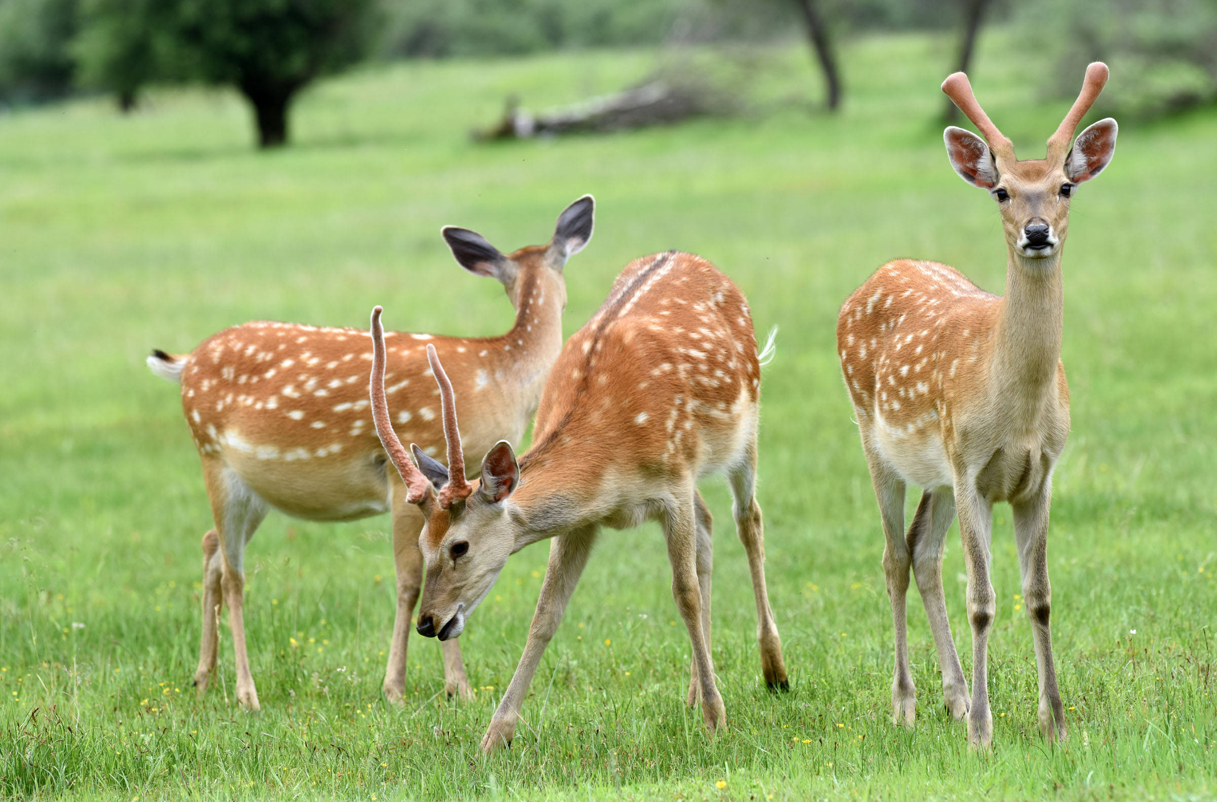 中国西北角:有个村子叫神座阿坝县查理乡神座村里的梅花鹿(7月5日摄)