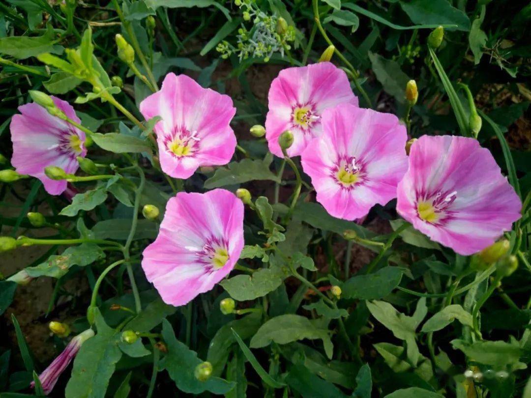 习文龙美丽的打碗花