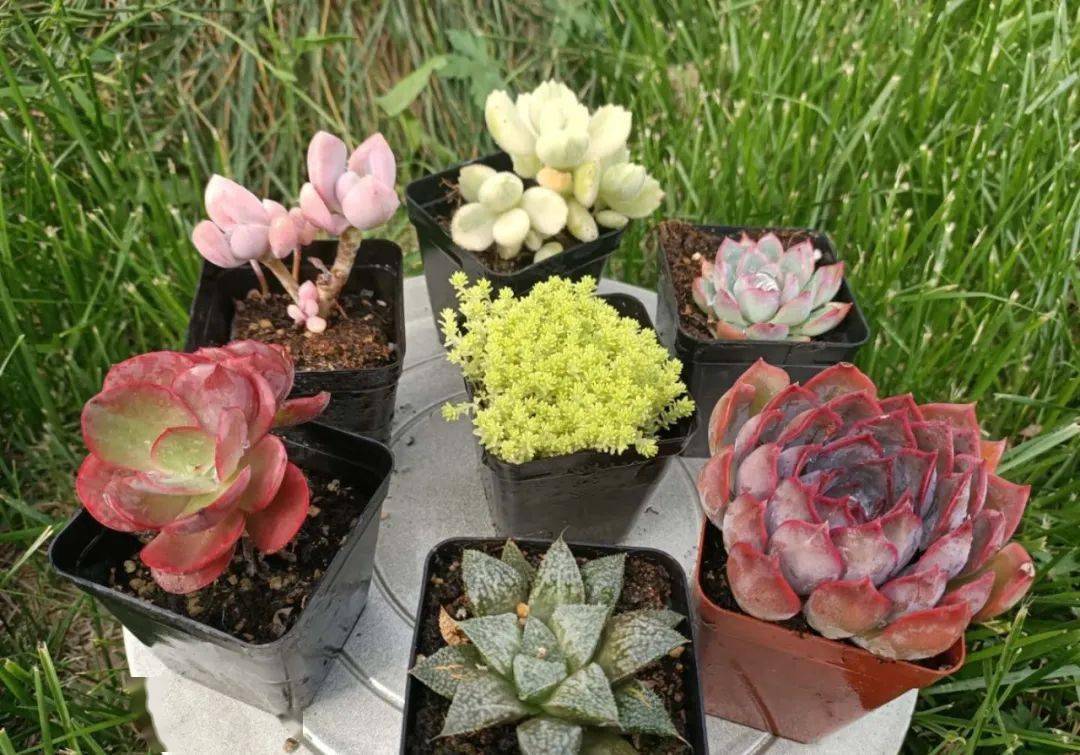 鑫源▲08鑫源多肉的品种和名字有很多,如女雏,乌木,阿房宫,艾可儿