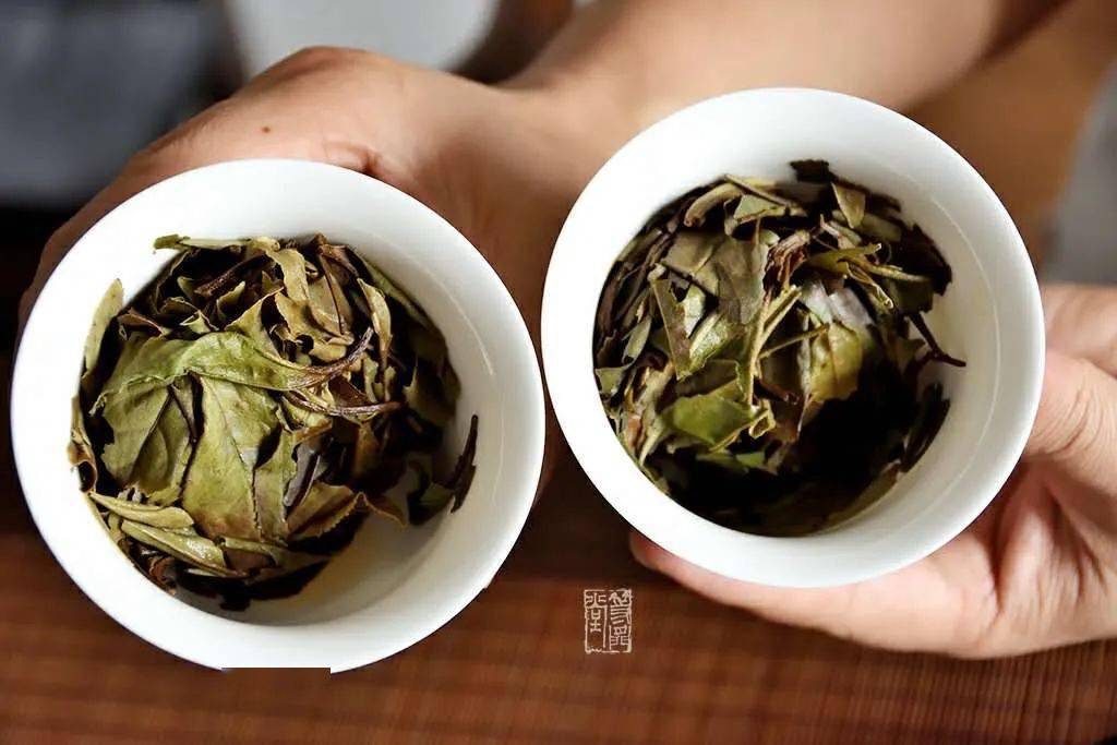 光阴的故事---2019和2020年两款收藏版春寿眉对冲pk