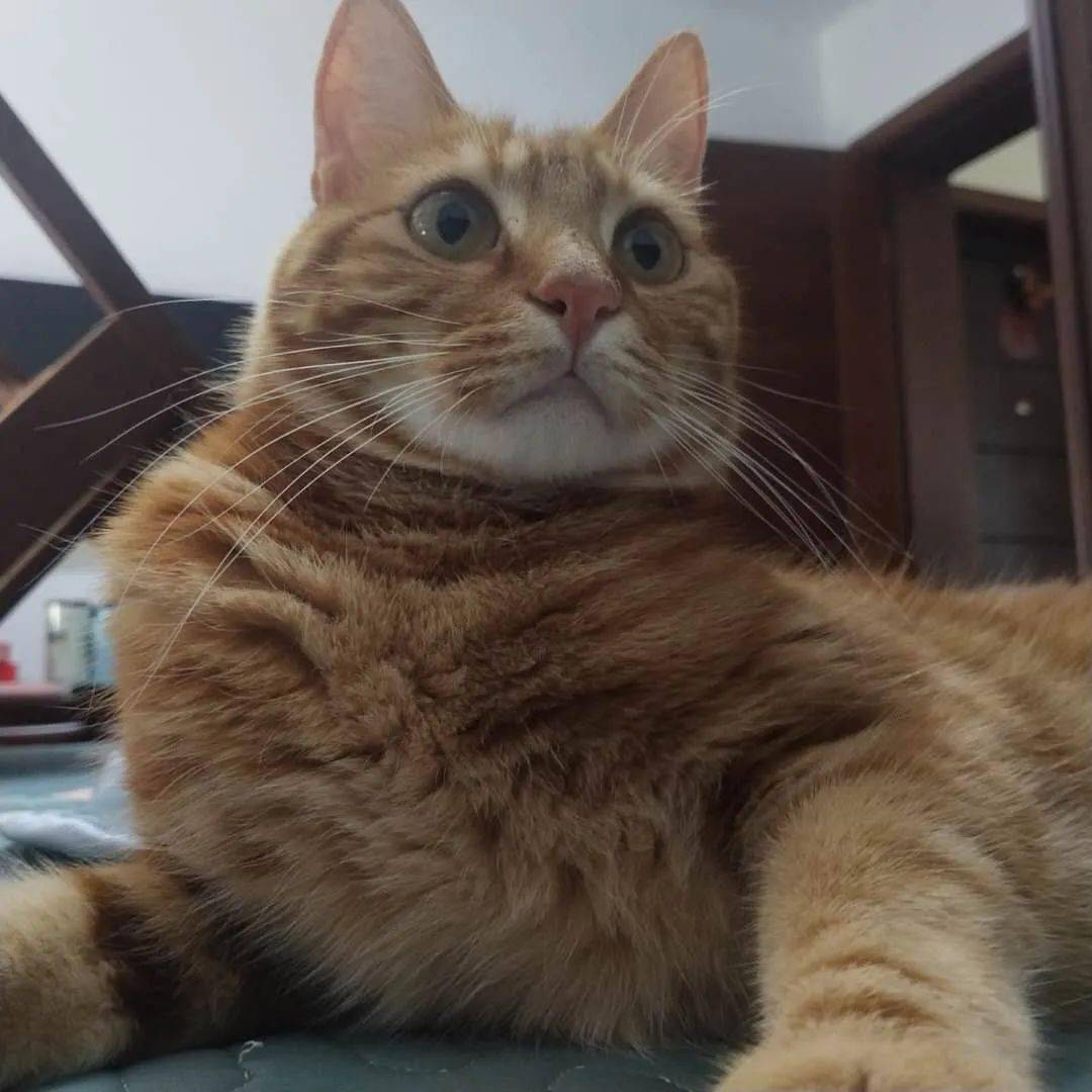 养橘猫吗?买一送一的那种,自从养了两只橘猫后,天天在家虐狗