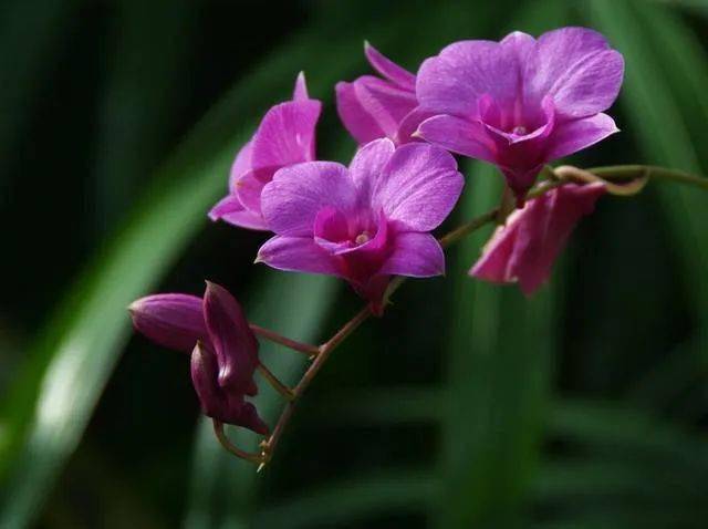 1893年,新加坡的著名女园艺家艾妮丝·卓锦成功的将新加坡常见的虎克