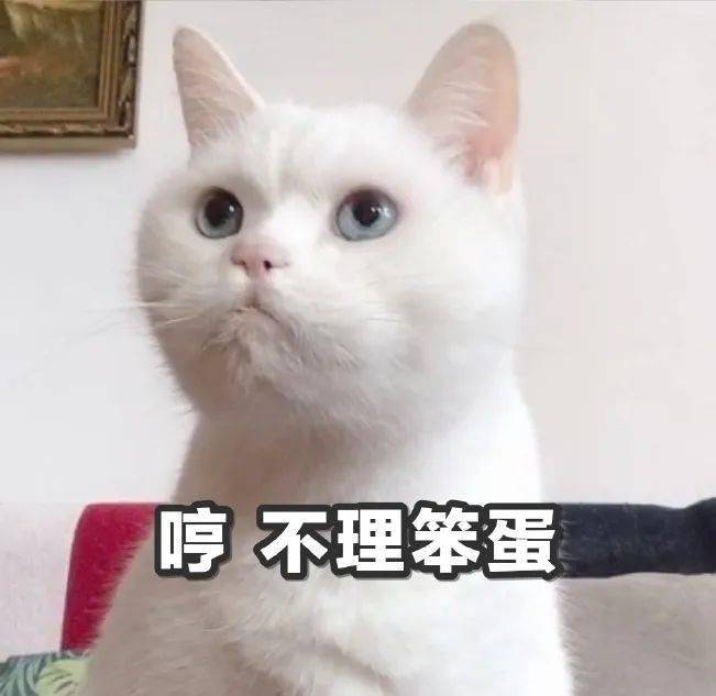 不理笨蛋社畜日常请注意查收今日份猫咪表情大礼包您有新的喵喵订单
