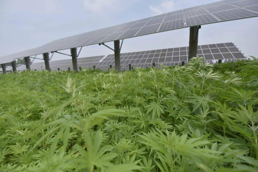 榆社:我县15个村统一规划种植火麻