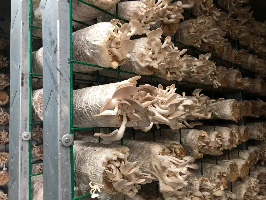 为推动实现农旅融合,今年,京梅村与火龙果种植基地,秀珍菇培植基地