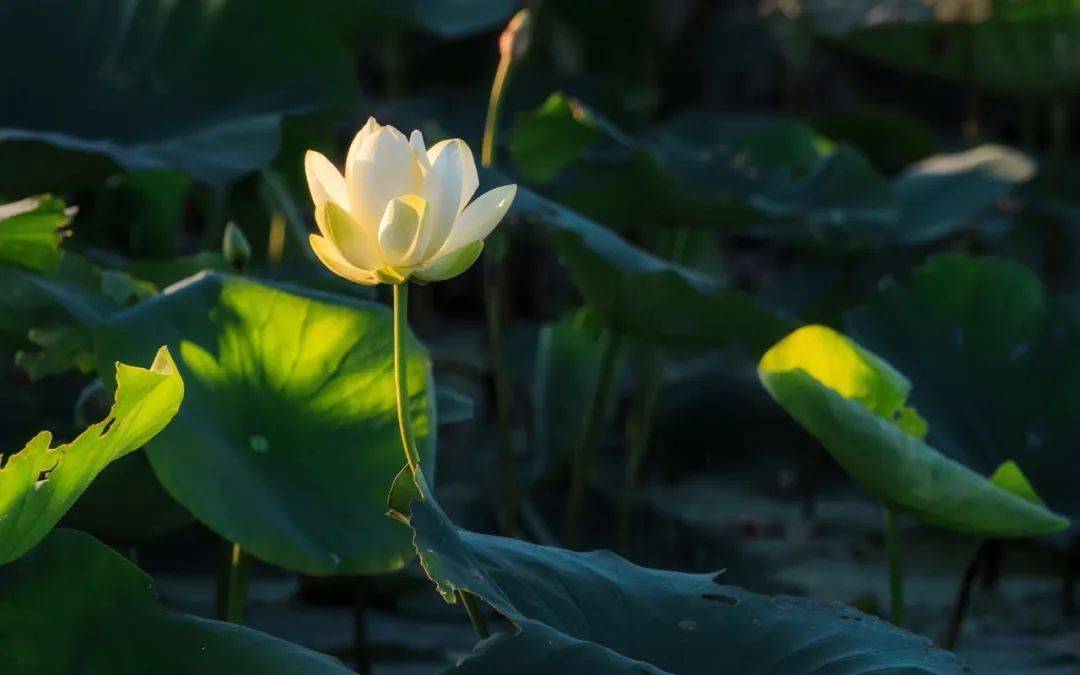 还有一首《暮热游荷池上,描写的是夏日荷花.