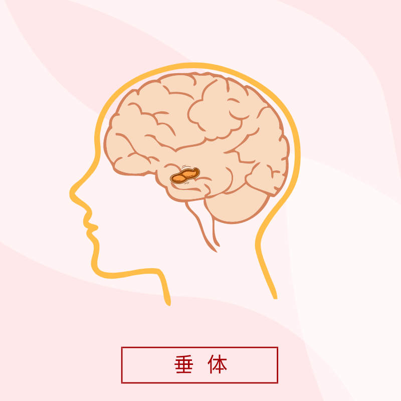 杨主任介绍道,垂体是一个内分泌腺体,可以分泌激素.