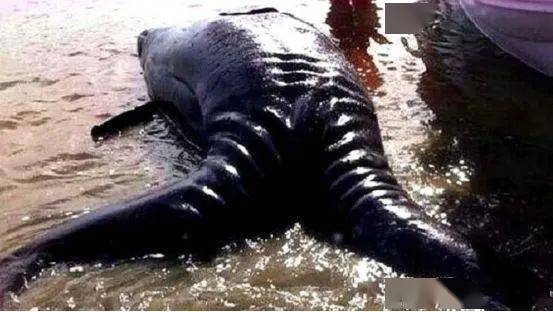 印度河流出现"吃人水怪",重达200斤,专家直言:全是自己造的