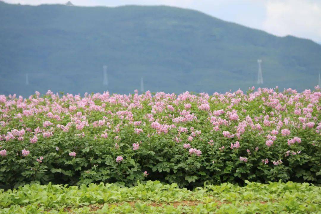 又是一年花开时 | 昨天,剑川县甸南镇白山母村第二届 "洋芋花"节开幕