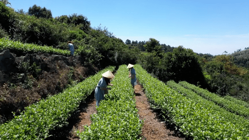 福清煎茶:一味禪意,茶韻留香丨福建特色小品種茶優秀