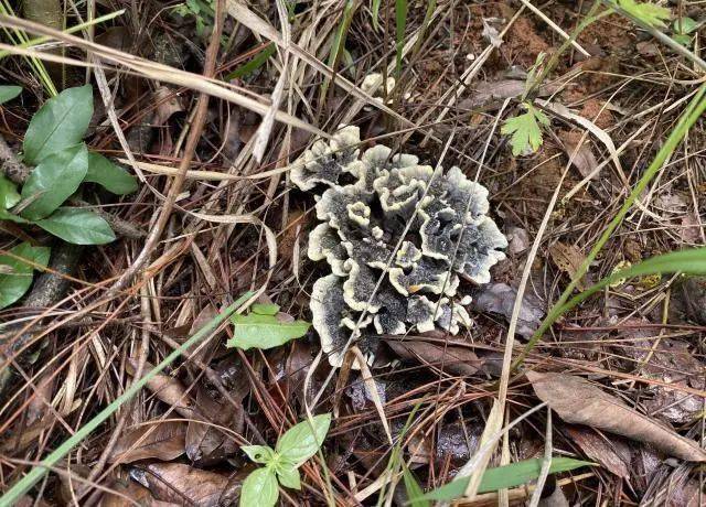 而来,  到天然氧吧感受大山灵气,  饱餐一顿的同时体验捡菌子的乐趣