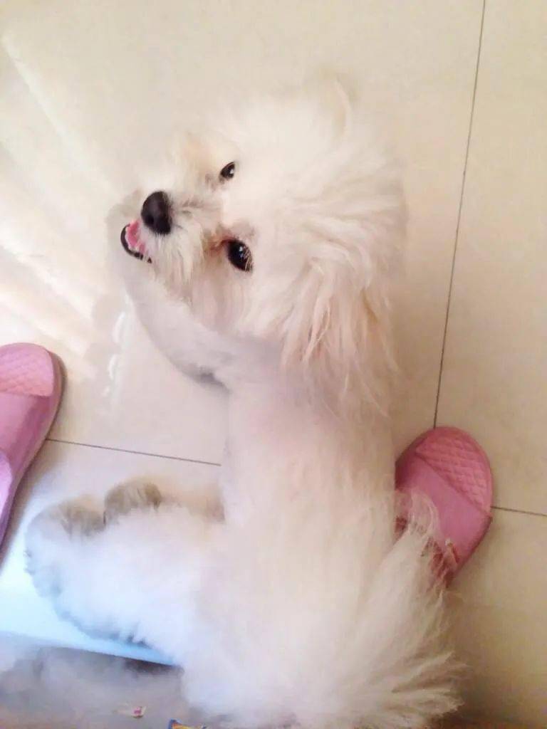 千元寻狗 张家港城北北仓广场附近丢失白色哈巴狮子狗一只