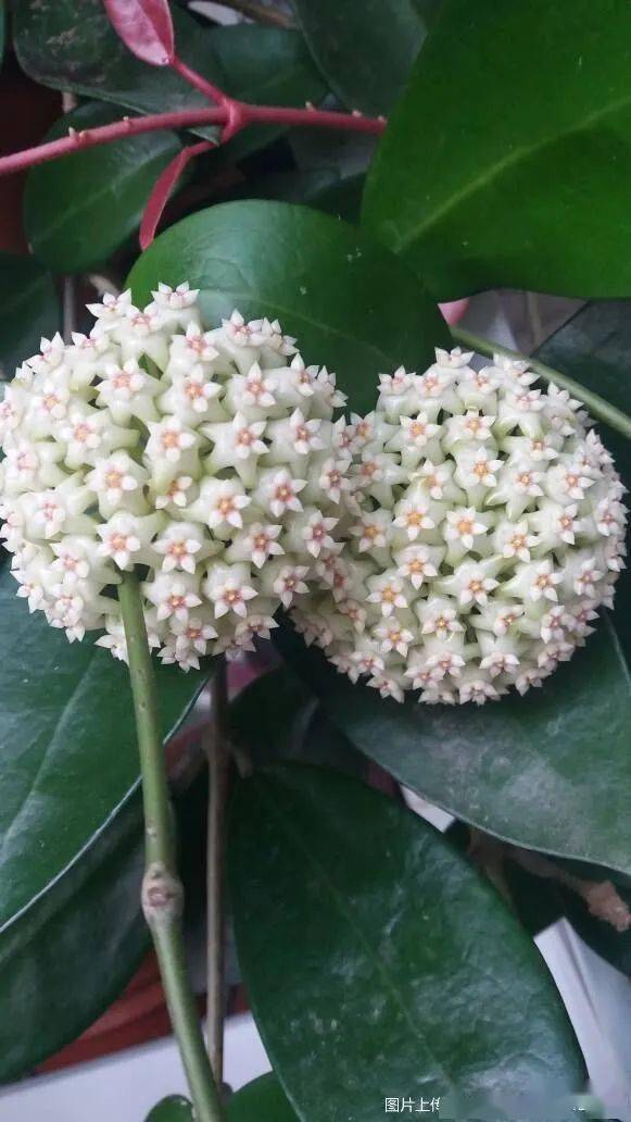 晶莹剔透 温润如玉 花如其名公众号转载请联系原作者坐标:江苏南京