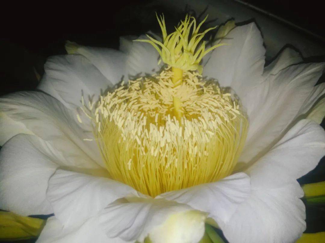 有多少人吃过火龙果却没见过开花火龙果花不仅好看还美味