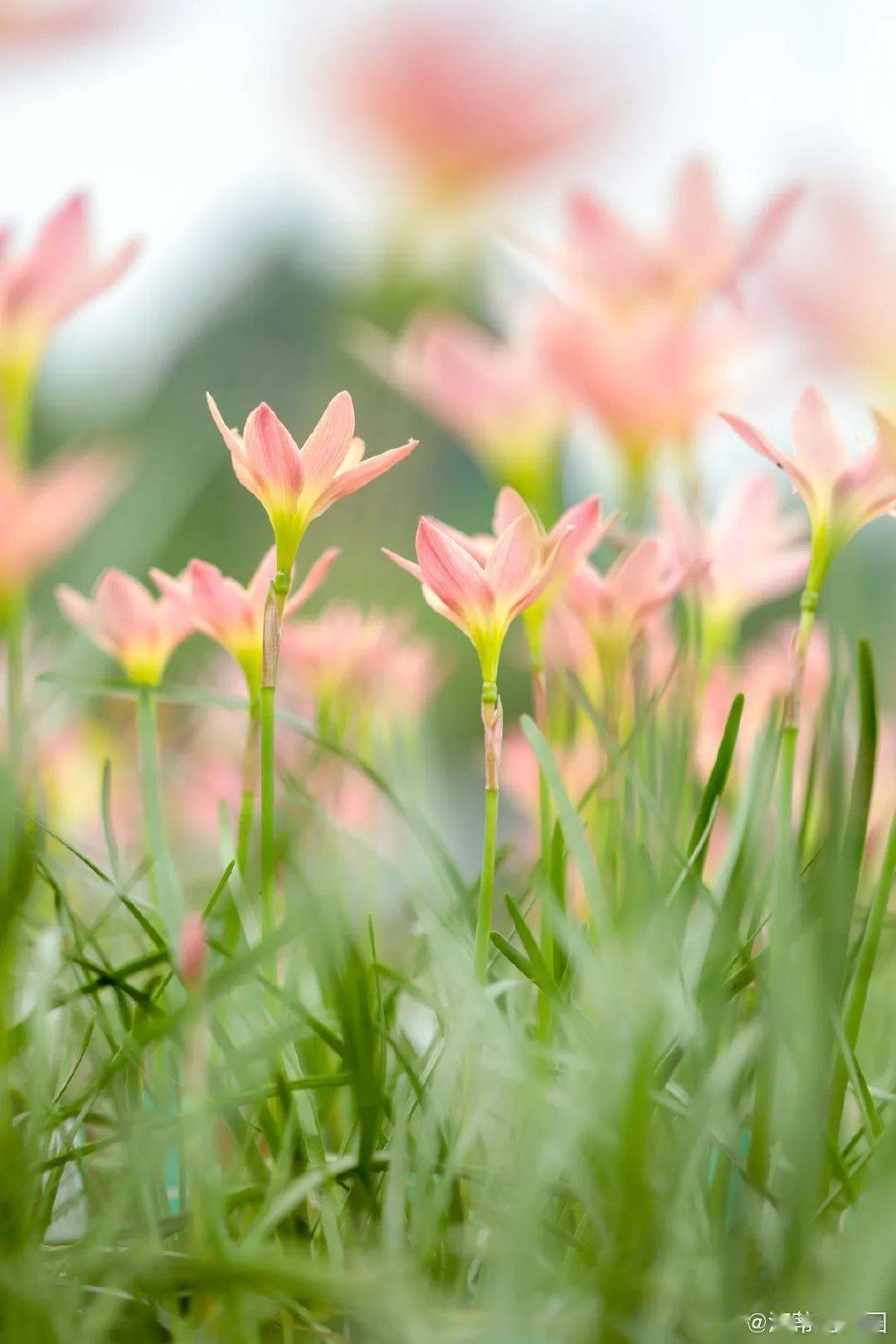 暴雨不断,花园被灌惨了.适合雨季的植物清单,必须收藏!