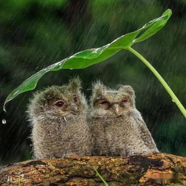 在雨中浸泡的猫头鹰呆萌呆萌的