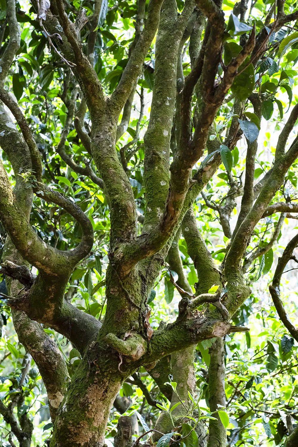 勐库大单株勐库茶到底是个啥味道