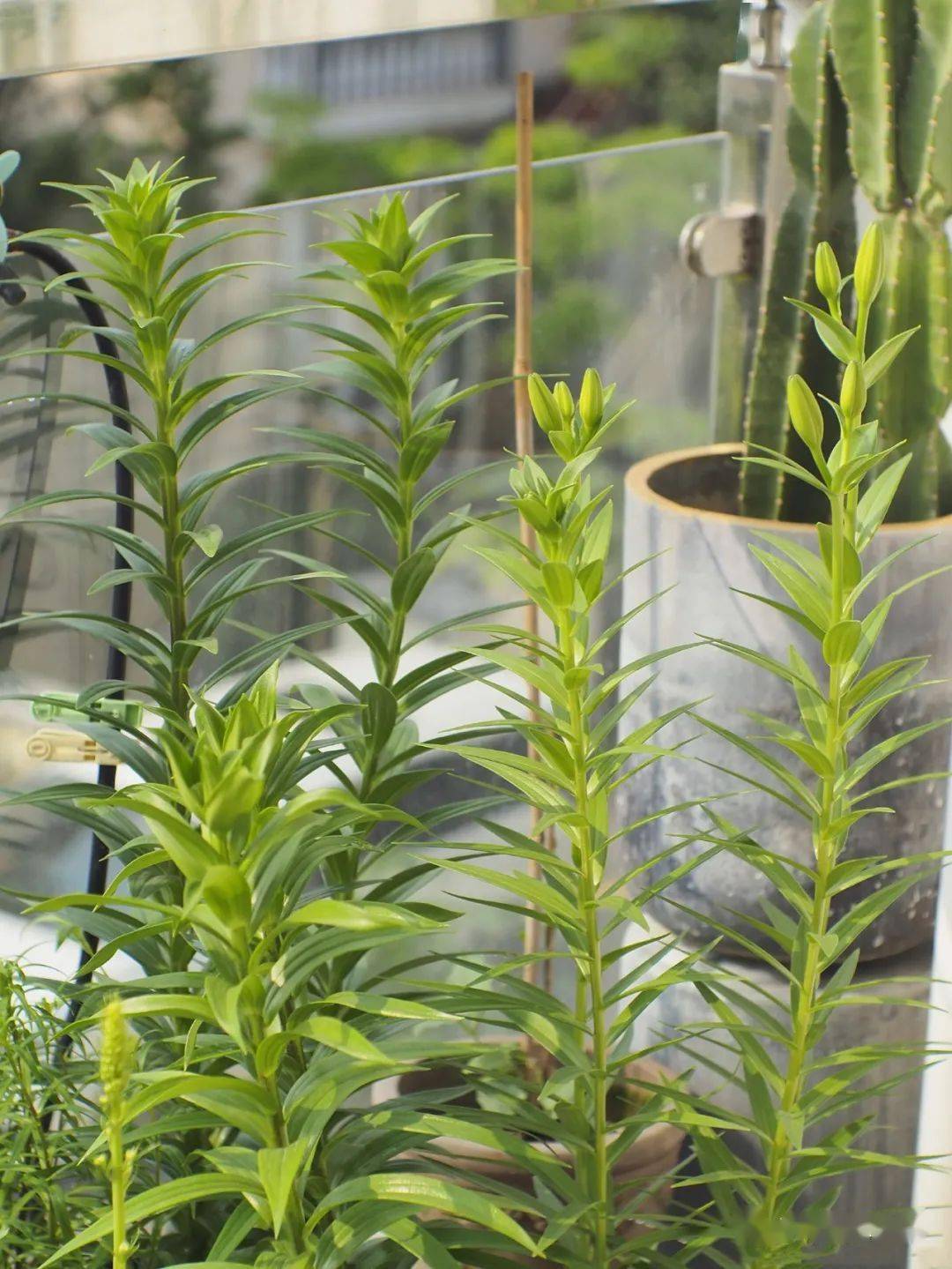 夏季养花叶子莫名其妙的就枯黄掉落了是休眠还是生病