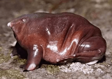 本世纪被发现的五大新物种,图三我国独有,打破一项纪录_帝王