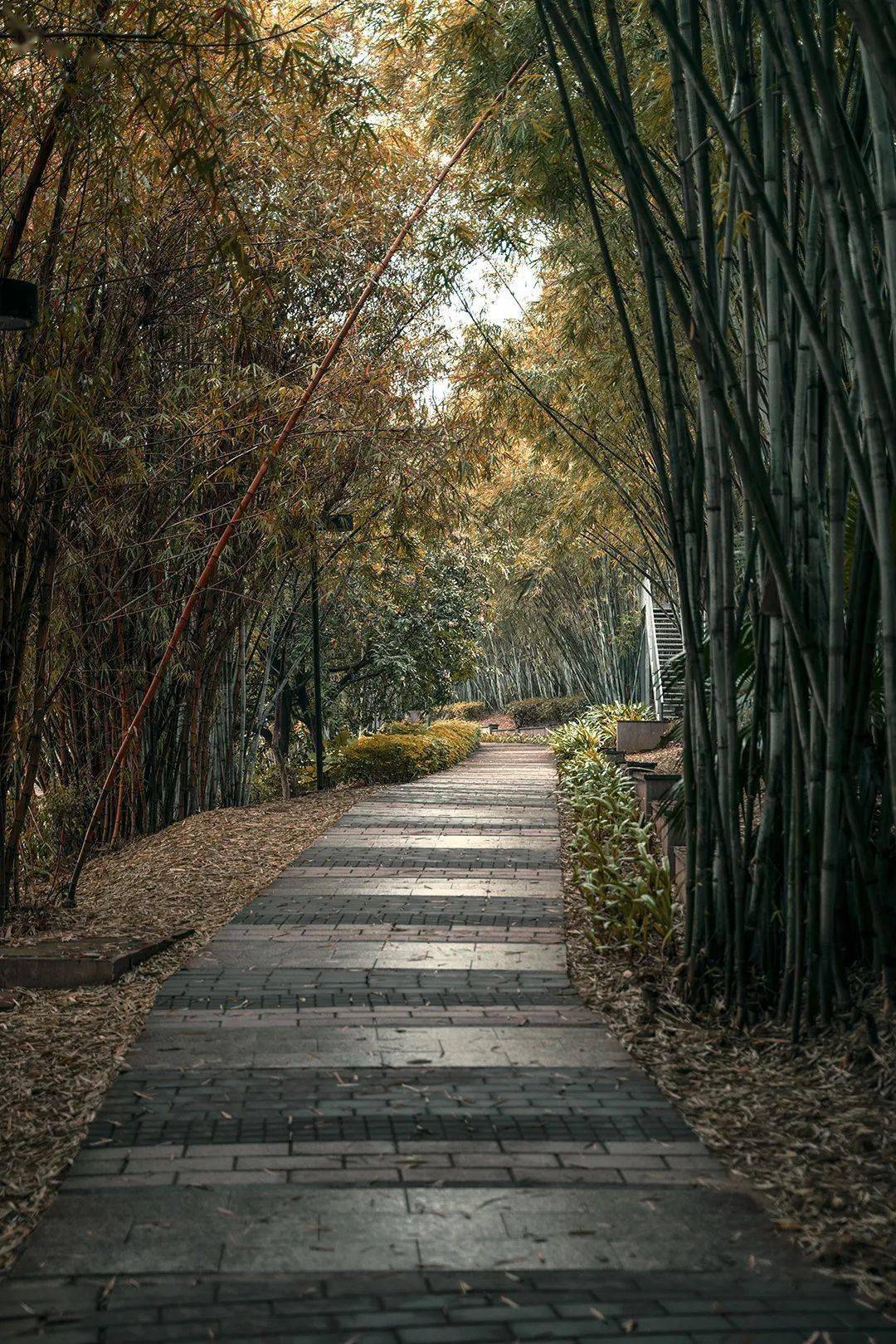 这所大学有广州清远两校区环境美图实拍