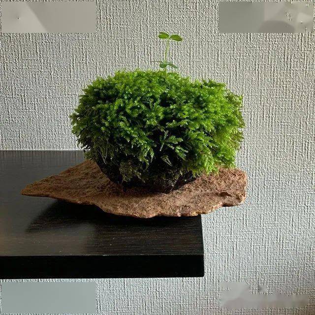 极简青苔盆景禅意之美让世界安静下来