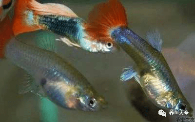 孔雀魚飼養密度_公魚