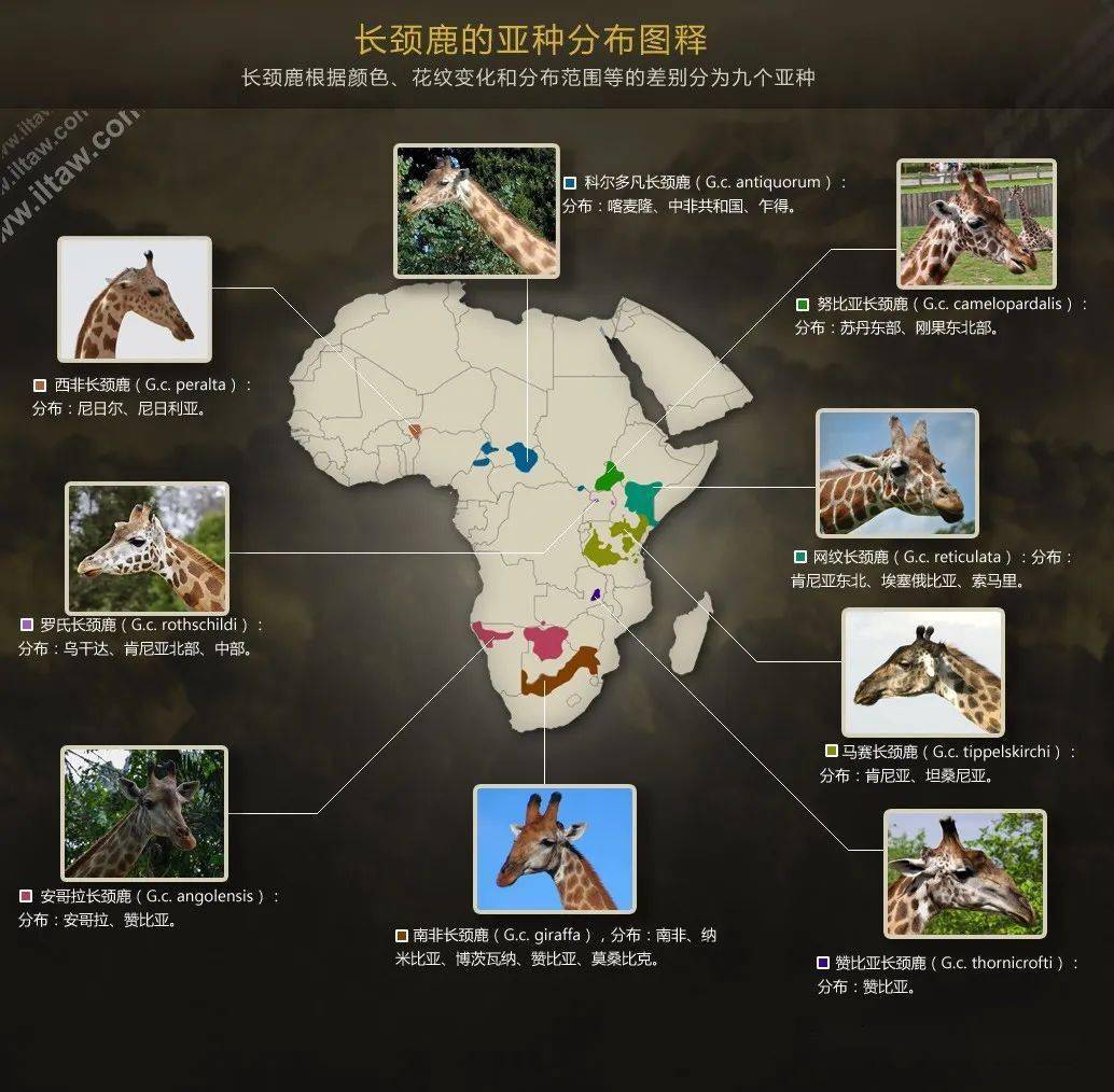 世界上最高的哺乳动物长颈鹿1