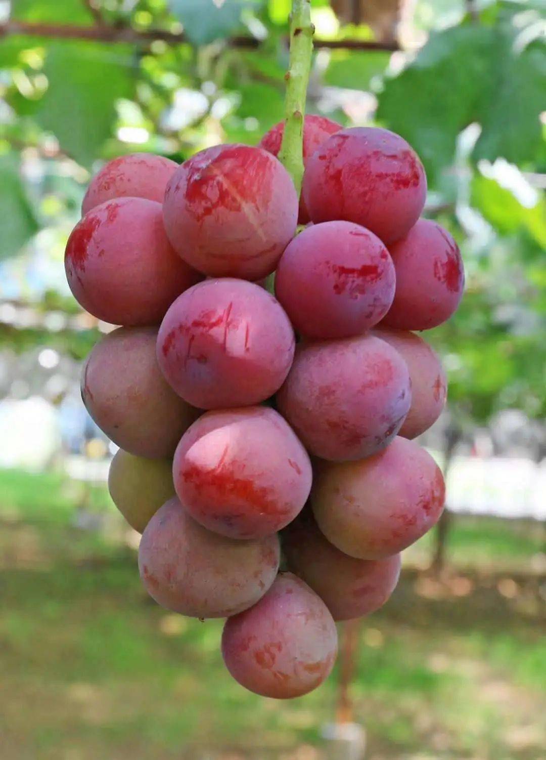 那香甜可口的夏季水果里 眼下正是吃葡萄的好时节 绿似碧玉,红如玛瑙