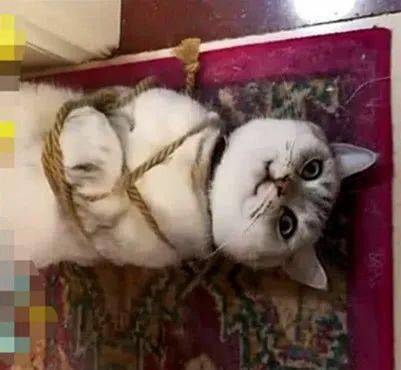 猫咪无事大闹厨房,被主人五花大绑惩罚,脸上表情逗得主人狂笑_狗狗